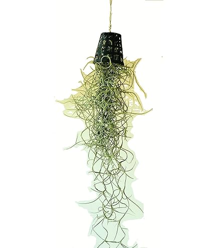 earnest hearts plants　✕　kikko 　BOLT F1 Hybrid IUS 999 Ash Gourd Seeds / Petha Beej - 100 gm